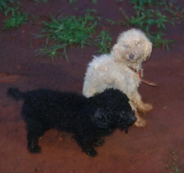 Cachorro ra a poodle idade 2 anos nome Poodles machos