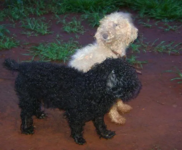 Cachorro ra a poodle idade 2 anos nome Poodles machos