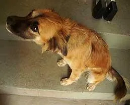 Cachorro ra a SRD idade  nome Encontrada