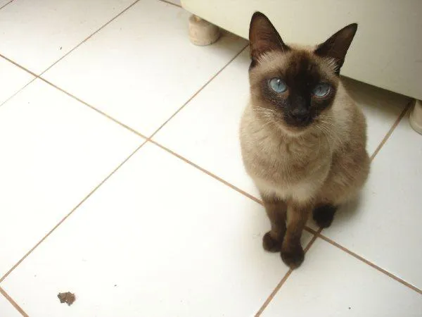 Gato ra a srd/siamês idade Abaixo de 2 meses nome gatinhos e mamãe