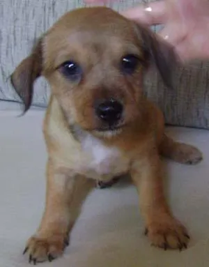 Cachorro raça SRD idade 2 a 6 meses nome Filhotes procuram p