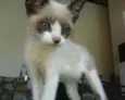 Gatinhos filhotes p