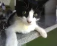Gatinhos filhotes p