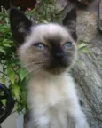 Gatinhos filhotes p