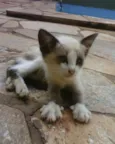 Gatinhos filhotes p