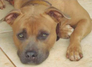 Cachorro raça PitBull idade  nome Procura GRATIFICA