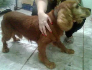 Cachorro raça Cocker idade 4 anos nome TOBI