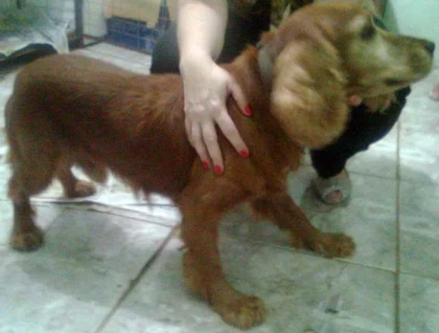 Cachorro ra a Cocker idade 4 anos nome TOBI