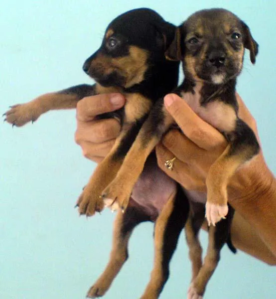 Cachorro ra a SRD idade Abaixo de 2 meses nome Filhotinhos