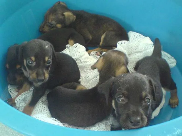 Cachorro ra a SRD idade Abaixo de 2 meses nome Filhotinhos