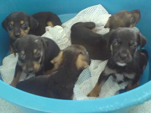 Cachorro ra a SRD idade Abaixo de 2 meses nome Filhotinhos