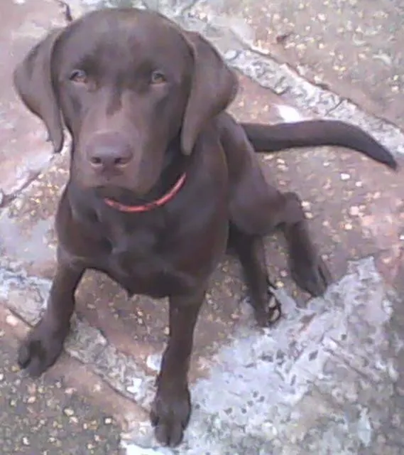 Cachorro ra a Labrador idade 2 a 6 meses nome Lindo