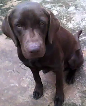 Cachorro raça Labrador idade 2 a 6 meses nome Lindo