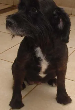 Cachorro raça SRD idade 5 anos nome Meiga