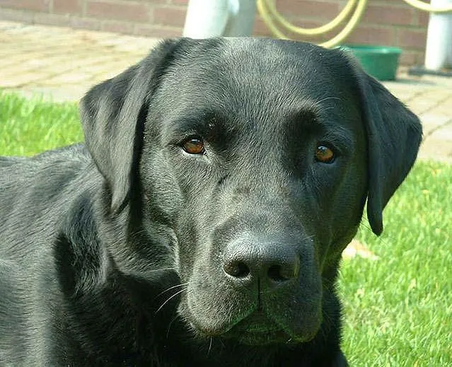 Cachorro ra a Labrador idade  nome Procura GRATIFICA