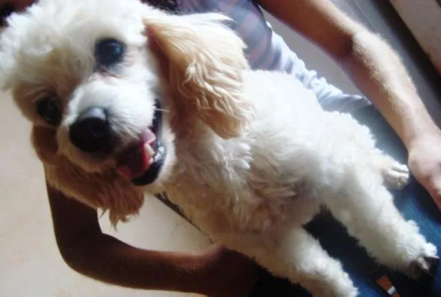 Cachorro ra a Poodle idade 4 anos nome Procura GRATIFICA