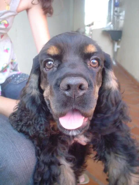 Cachorro ra a Cocker Americano idade 4 anos nome Hoover