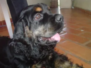 Cachorro raça Cocker Americano idade 4 anos nome Hoover