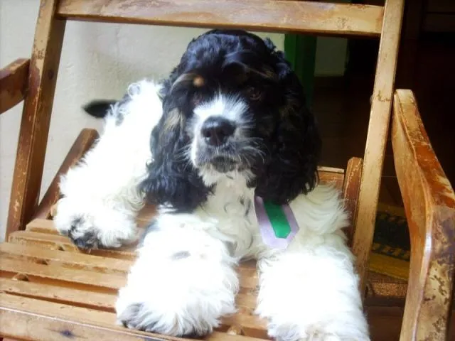 Cachorro ra a Cooker Americano idade 2 anos nome Tedy