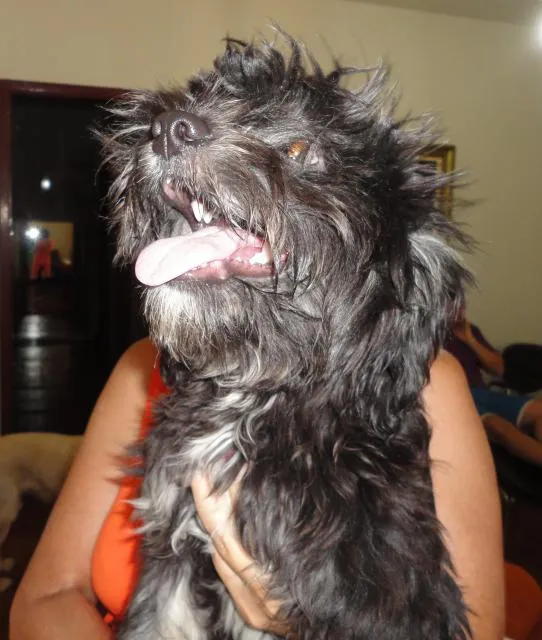 Cachorro ra a shinauzer e mais idade 2 a 6 meses nome negrinha