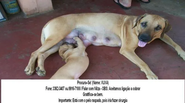 Cachorro ra a Não definida idade 2 anos nome Xuxa