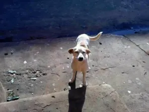 Cachorro raça srd idade 2 anos nome Mocinha