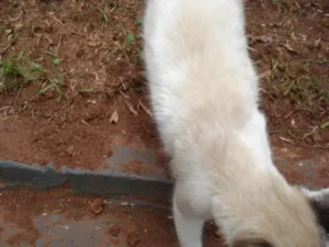 Gato raça srd idade 1 ano nome Branquinho