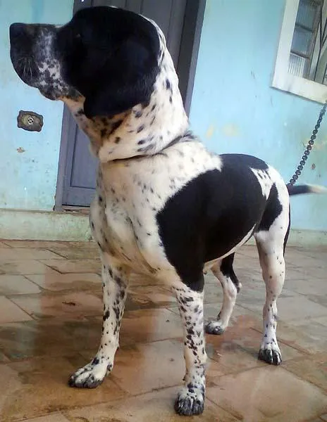 Cachorro ra a SRD idade 7 a 11 meses nome Companheiras