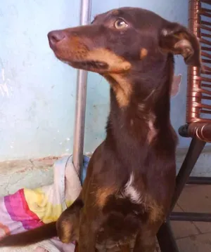 Cachorro raça SRD idade 7 a 11 meses nome Companheiras