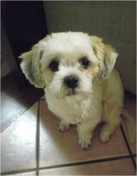 Cachorro ra a SRD idade nome Procura GRATIFICA