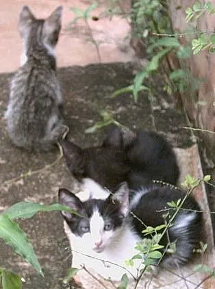 Gato ra a SRD idade Abaixo de 2 meses nome Novinhos