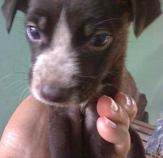 Cachorro ra a SRD idade 2 a 6 meses nome Filhotes