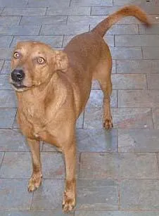 Cachorro raça SRD idade 4 anos nome Scooby 4x4