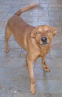 Cachorro ra a SRD idade 4 anos nome Scooby 4x4