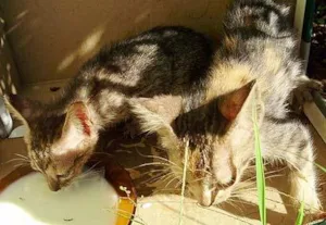 Gato raça SRD idade 2 a 6 meses nome Gatinhas