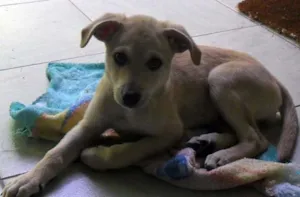 Cachorro raça SRD idade 2 a 6 meses nome Novinha