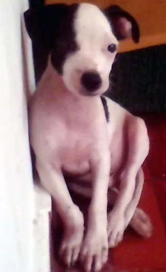 Cachorro ra a SRD idade 2 a 6 meses nome Quero 1 Lar