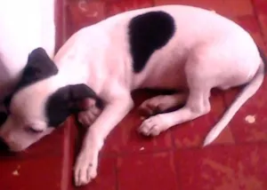 Cachorro raça SRD idade 2 a 6 meses nome Quero 1 Lar