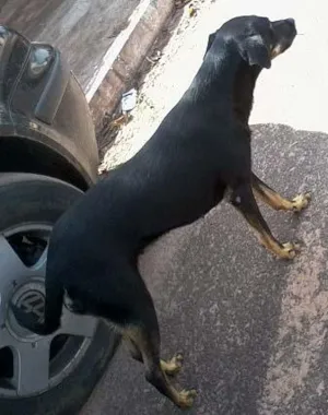 Cachorro raça SRD idade 1 ano nome Mel