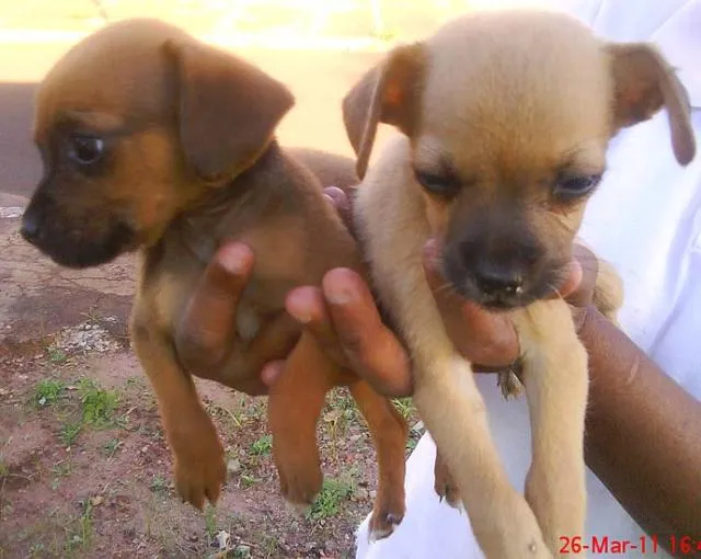 Cachorro ra a SRD idade 2 a 6 meses nome Lindos