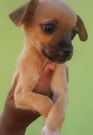 Cachorro raça SRD idade 2 a 6 meses nome Lindos