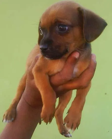 Cachorro ra a SRD idade 2 a 6 meses nome Lindos