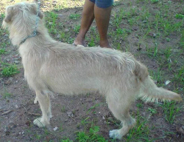 Cachorro ra a SRD idade 2 a 6 meses nome Lindos