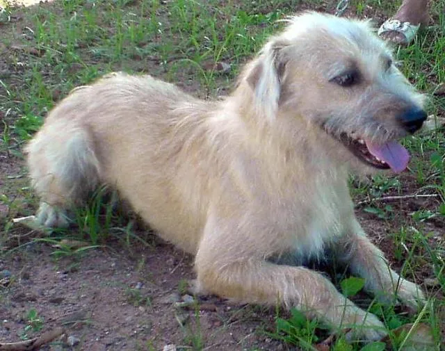 Cachorro ra a SRD idade 2 a 6 meses nome Lindos