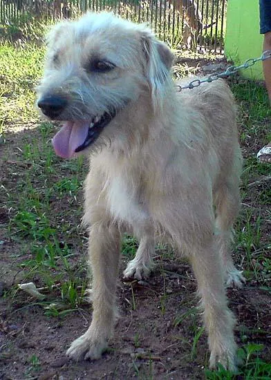 Cachorro ra a SRD idade 2 a 6 meses nome Lindos