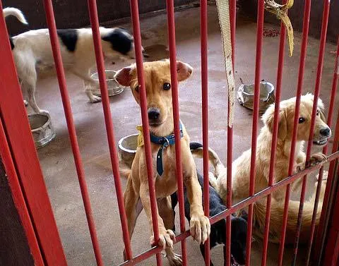 Cachorro ra a SRD idade 1 ano nome Vários