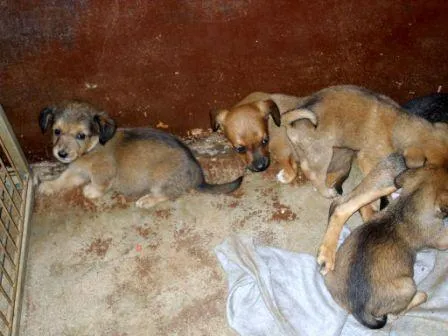 Cachorro ra a SRD idade 1 ano nome Vários