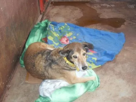 Cachorro ra a SRD idade 1 ano nome Vários