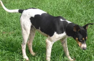 Cachorro raça SRD idade 1 ano nome Lindão