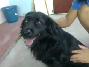 Cachorro raça SRD idade 1 ano nome OTTO